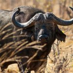 Africa significa animali iconici come il bufalo cafro - Foto Azonzo Travel